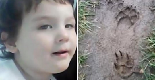 Un niño de 2 años desapareció en el bosque, y la policía lo encontró gracias a una perrita
