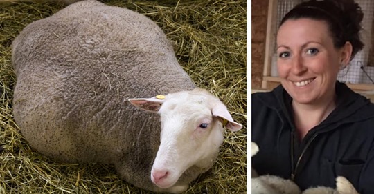 Una mujer espera que una de sus ovejas embarazadas muera con sus corderitos ya muertos dentro de su vientre, y de repente ve a 4 crías alrededor de ella