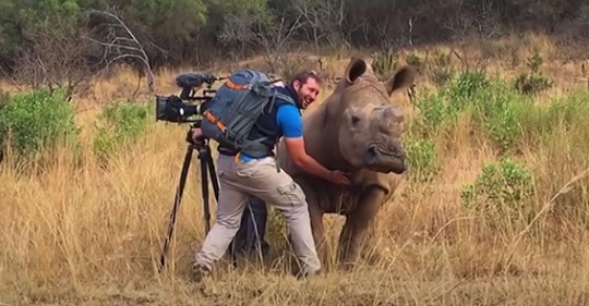 Este bebé rinoceronte salvaje se acercó para que le dieran un masaje en la barriga