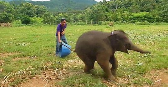 Un bebé elefante se ríe a más no poder mientras juega en una reserva
