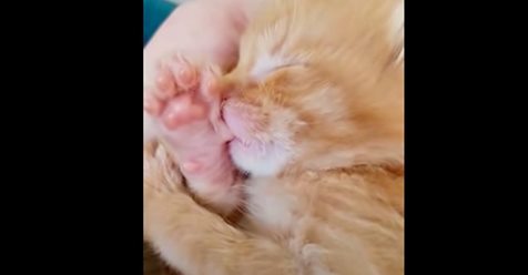 Este dulce gatito se chupa el pulgar mientras duerme