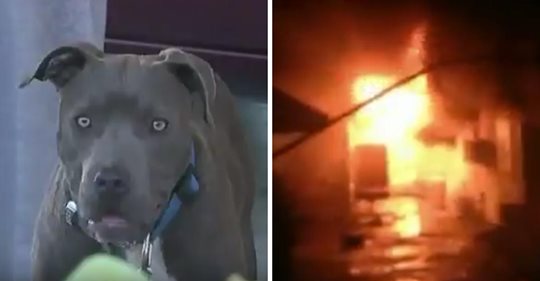 Casa arde salvajemente con bebé dentro y la perra de la familia se convierte en una heroína salvando a la bebé cogiéndola por sus pañales