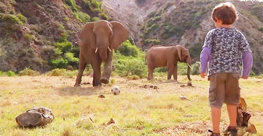 Este elefante juega al fútbol con un niño de 5 años