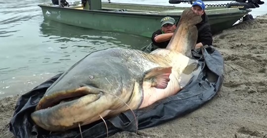 Pescador rompe récord al capturar un bagre de 2.7 metros