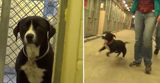 Perro de refugio se da cuenta de que está siendo adoptado y, literalmente, salta de alegría en un arrebato bien sentimental