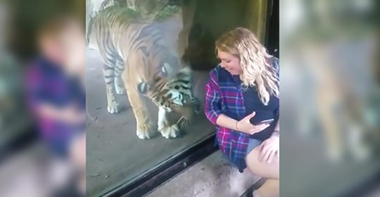 La adorable reacción del tigre cuando nota que esta mujer está embarazada está circulando rápidamente por toda internet