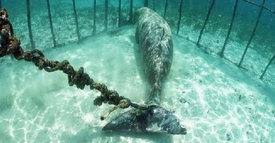 Otra historia más del turismo de explotación animal: dos dugongos enjaulados bajo el agua