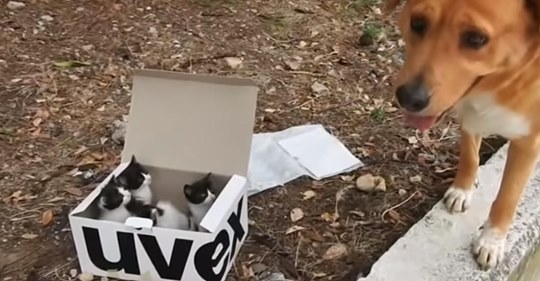 Perro encuentra unos gatitos abandonados y no duda en asumir la responsabilidad de ser un peculiar padre adoptivo