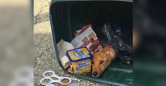 Tiró a su perro en el contenedor de basura y se mudó a otro estado con su novio