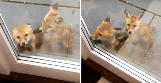 Una cría de zorro quería que la dejaran entrar en la casa para evitar el duro calor