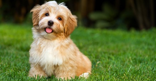 9 cosas que hace tu perro y que significan  te amo