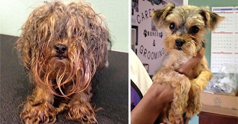 17 imágenes del antes y después de perros que fueron rescatados