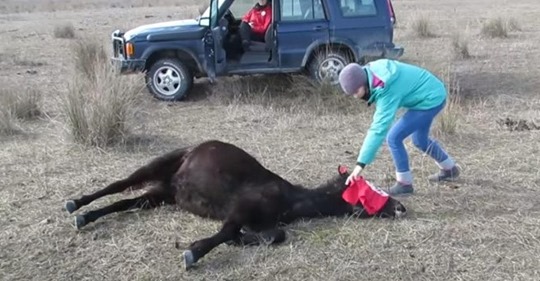 Un caballo le agradeció al veterinario que lo liberó de sus grilletes