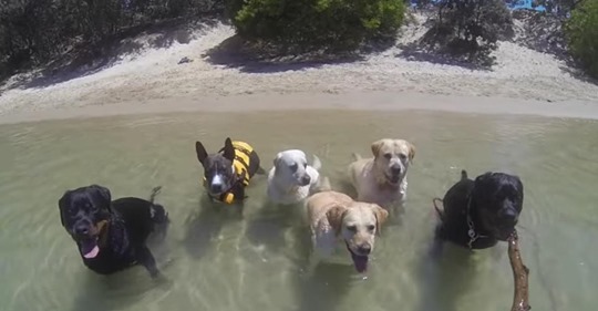 12 perros y un gato se divierten en una playa al ritmo de  Happy  de Pharrell Williams