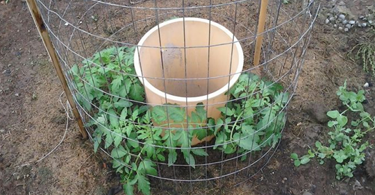 La gran idea de un hombre para plantar tomates