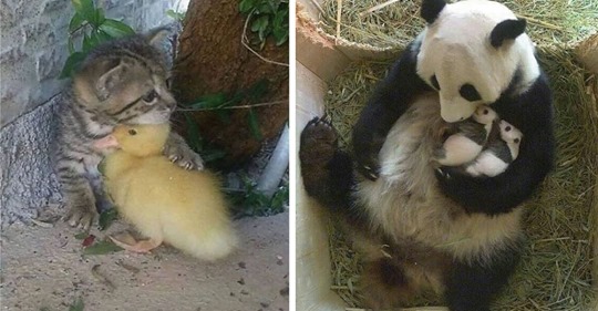 21 tiernas fotos en la que los animales demuestran mucho amor