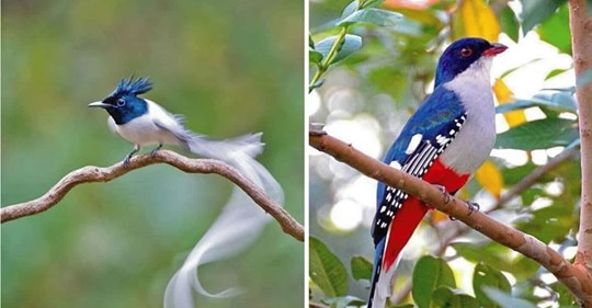 15 hermosas aves que parecen pintadas por un gran artista.