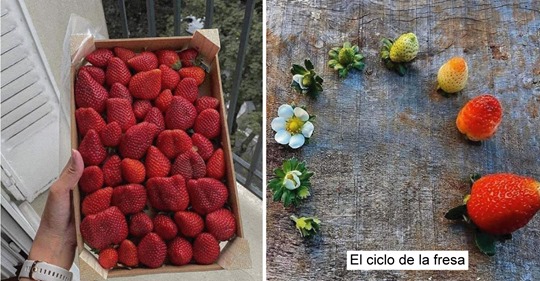 15 fotos irresistibles para los amantes de las fresas