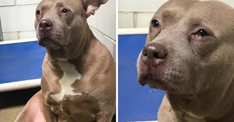 Una triste pitbull es grabada 'llorando' en un refugio después de que solo fue usada para la cría de perros y luego abandonada