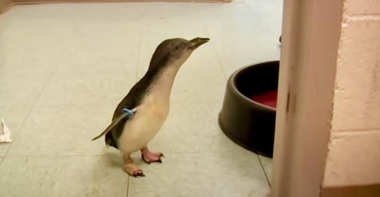 Pequeño pingüino busca a su cuidador en el zoológico y se emociona cuando por fin lo encuentra