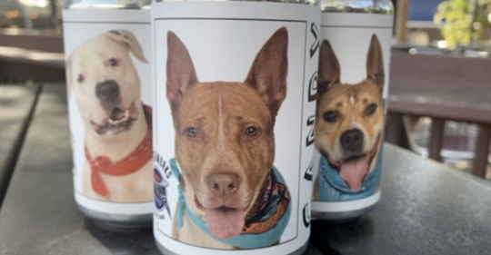 Cervecería imprime fotos de perros del refugio de la zona en latas de cerveza para multiplicar sus posibilidades de ser adoptados