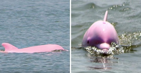 Un inusual delfín rosado tiene a su adorable cría rosada