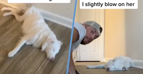 El vídeo de cómo un hombre despierta cuidadosamente a su perra sordo-ciega que arrasa en TikTok