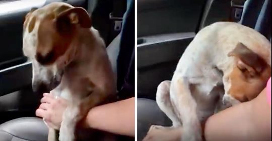 Cachorro rescatado conmueve hasta las lágrimas a su nueva dueña con su gesto de gratitud