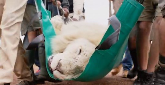 Este león blanco sufría una grave infección, pero su mejor amigo consiguió que le salvasen la vida