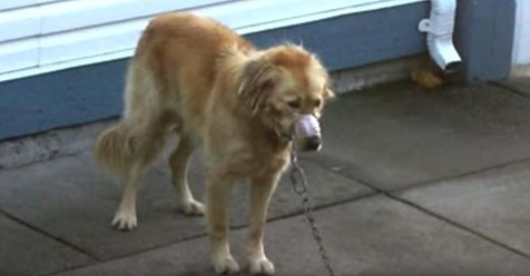 Una pareja descubre un perro con la boca tapada con cinta adhesiva, para salvarlo irrumpen en el patio trasero del vecino