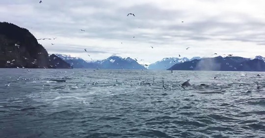 Hombre está grabando a gaviotas y se queda de piedra cuando aparece un grupo de ballenas jorobadas