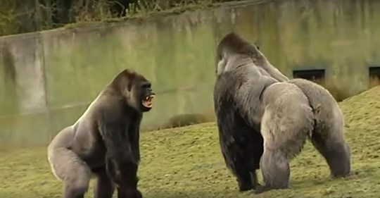 Un gorila de 1,80 m camina como un humano y el video ha sorprendido en internet