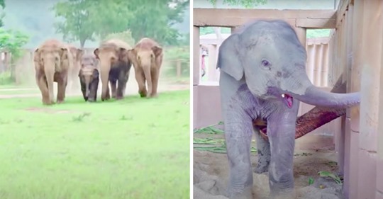 Manada de elefantes corre para saludar a un nuevo bebé