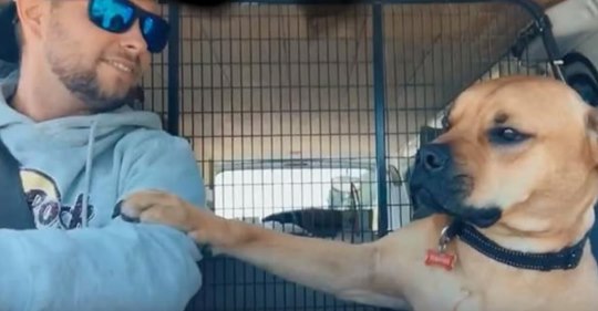 Un perro rescatado se niega a soltar el brazo de su nuevo dueño cuando viajan juntos en el auto
