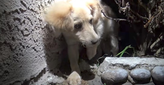 Se encuentra un cachorro con microchip en los arbustos después de que su dueña ya no lo quería más
