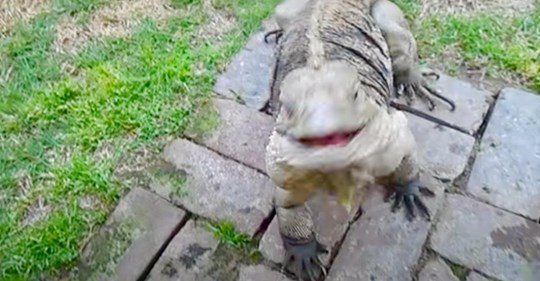 Hombre regresa a casa del trabajo y su mascota, una iguana, lo saluda como lo haría un perro