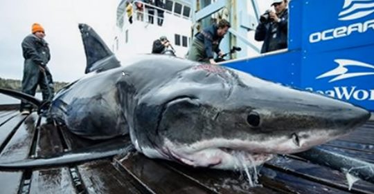 Científicos encuentran a gran tiburón blanco de 3 metros y medio con una mordida propiciada por una criatura más grande