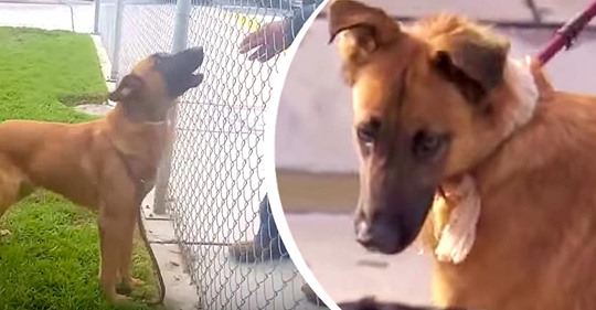 Una perra con el corazón roto ve que su familia llega al refugio para adoptar a otro perro, pero finalmente encuentra un nuevo hogar