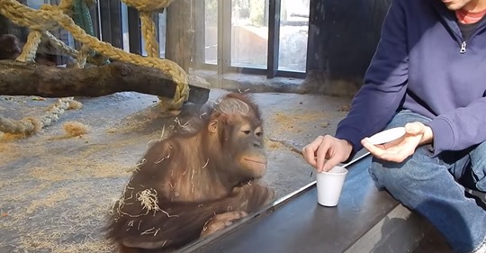 Visitante de zoológico hace que orangután se parta de risa al mostrarle un truco de magia con vasos
