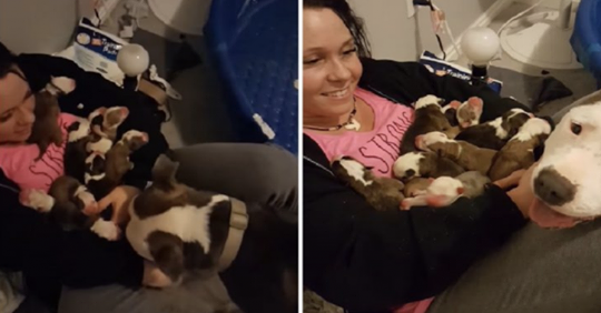 Adorable perra mamá coloca con cuidado sus 11 cachorros en el regazo de su mamá adoptiva
