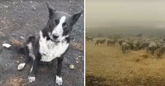 Perro pastor heroico salva a más de 220 ovejas de los incendios forestales australianos
