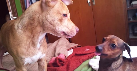 Un pitbull embarazó a una perra salchicha, y el peculiar cachorro es la sensación de Internet
