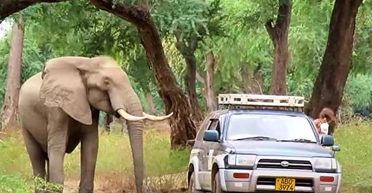 Un elefante con una vieja bala alojada en su cabeza pide ayuda a los veterinarios