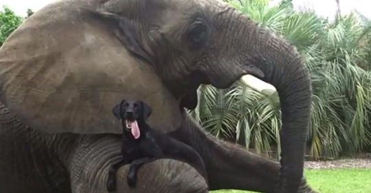 Un elefante y un perro demuestran que la amistad no entiende de especies