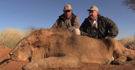 Crían 12.000 leones en Sudáfrica para ser cazados por turistas