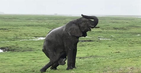 Mamá elefanta da a luz a la vista de los turistas, y su manada se acerca