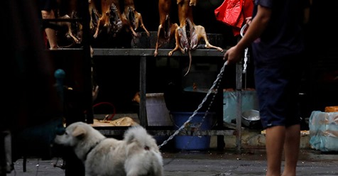 Celebran la fiesta de la carne de perro en China a pesar de las prohibiciones y en plena pandemia de coronavirus