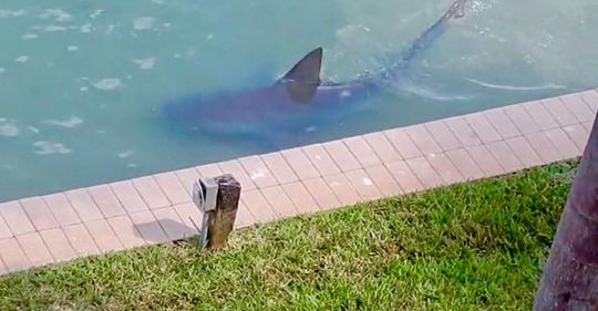 Un enorme tiburón apareció en el patio trasero de su casa
