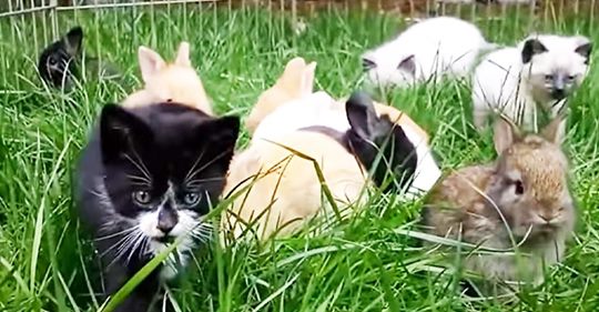 Gatitos de un refugio criados con conejos ahora saltan como si fueran conejitos