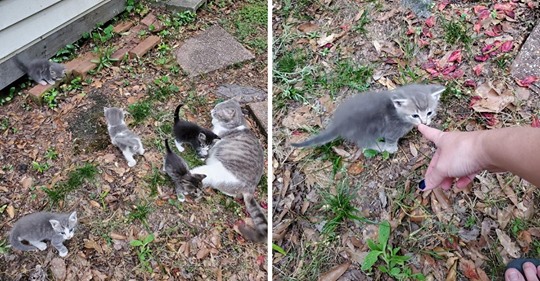 Una gata callejera le muestra sus bebés a una mujer que la ha estado alimentando